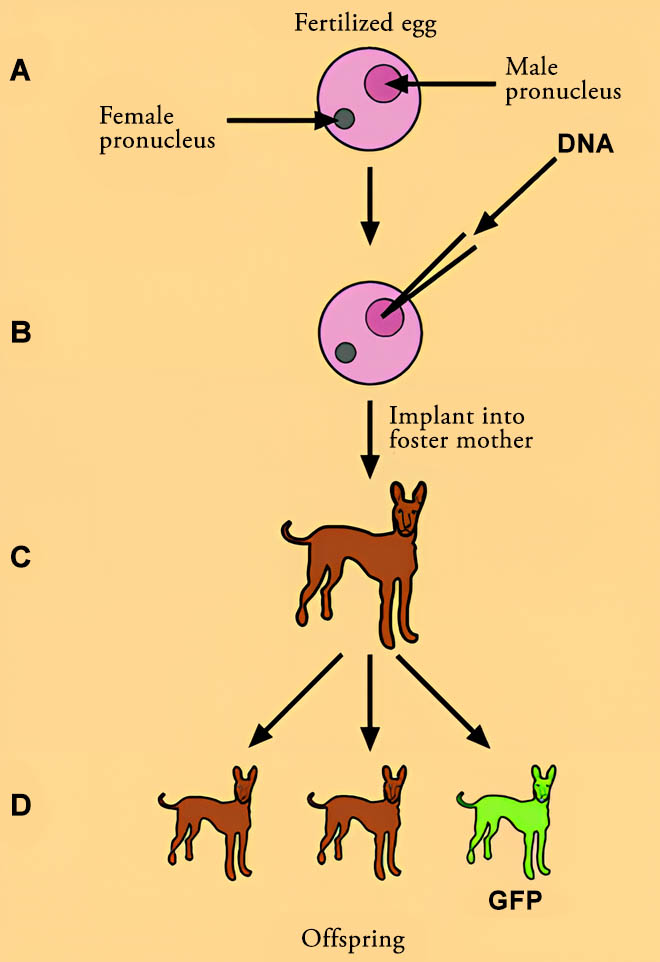 GFP diagram